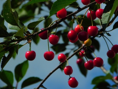 cherries-598170_1280